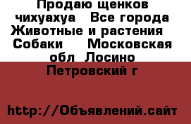 Продаю щенков чихуахуа - Все города Животные и растения » Собаки   . Московская обл.,Лосино-Петровский г.